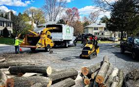 Best Stump Grinding and Removal  in Cortland, NY
