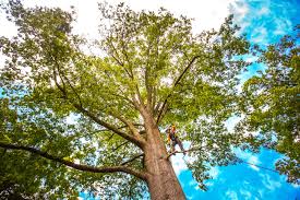 Best Tree Mulching  in Cortland, NY