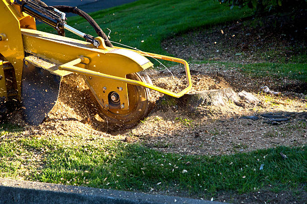 Best Tree Cabling and Bracing  in Cortland, NY